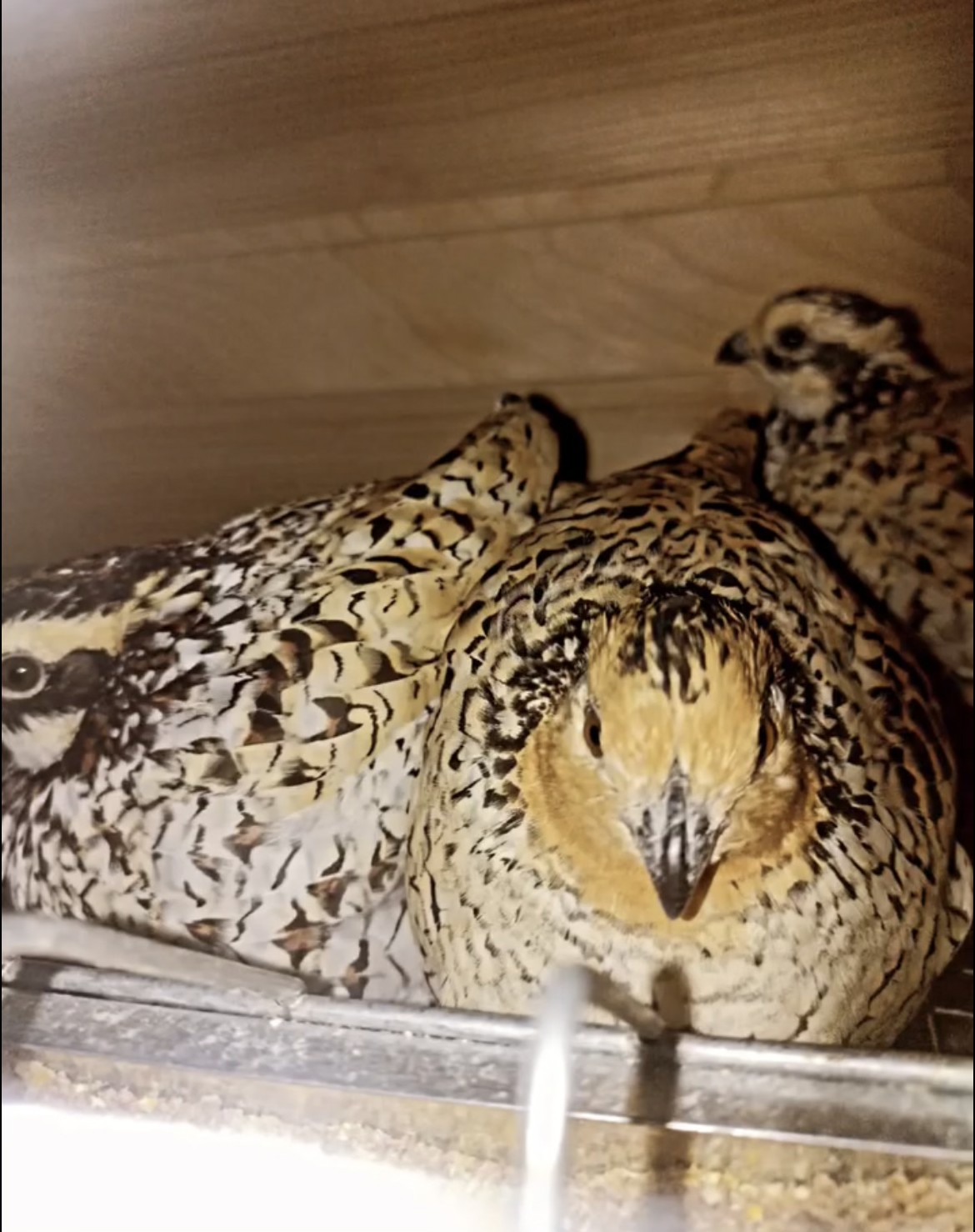 Desen prepelite New World – înaltă rezoluție