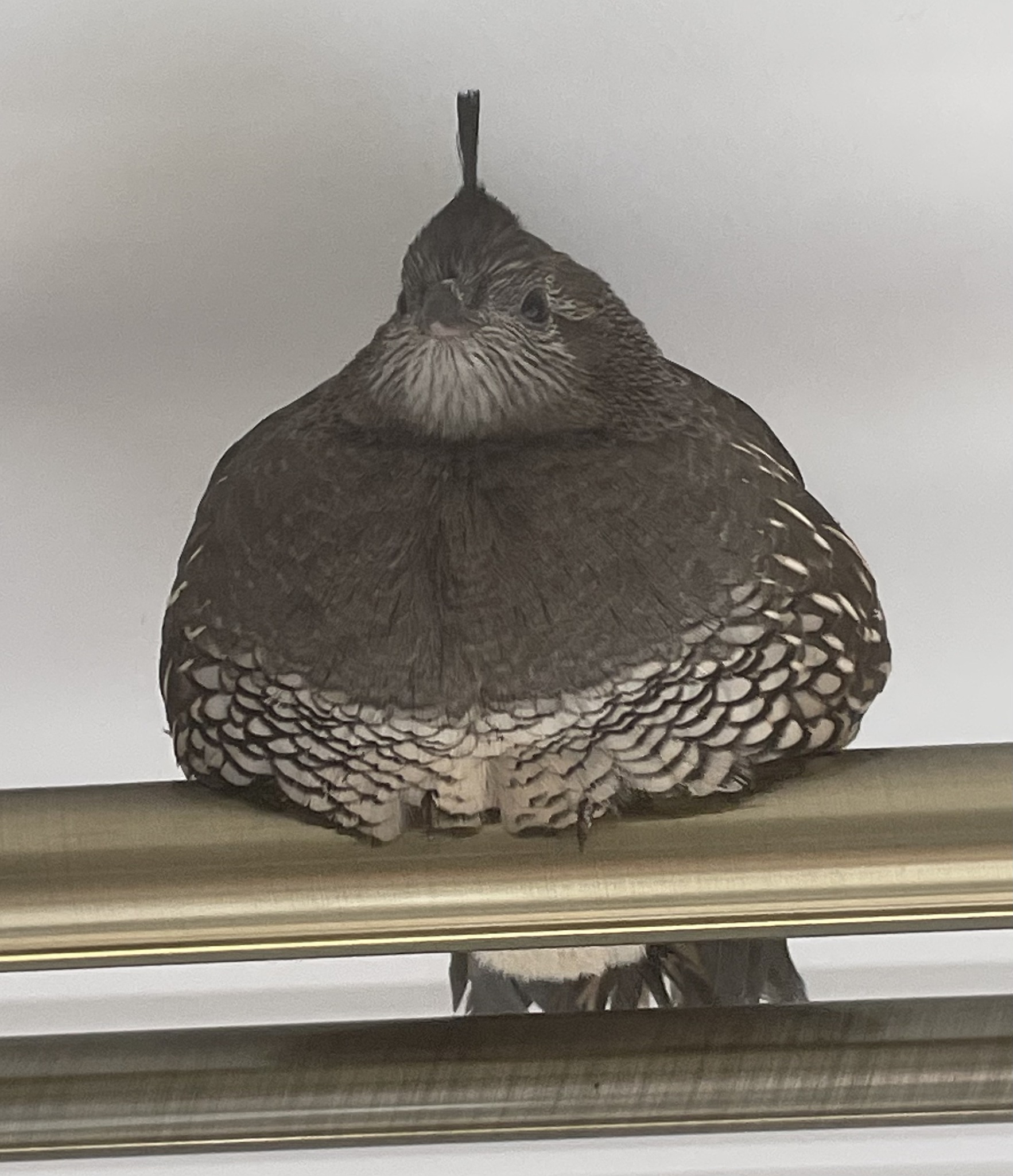 Prepeliță Logo Nou – imagine detaliată înaltă rezoluție