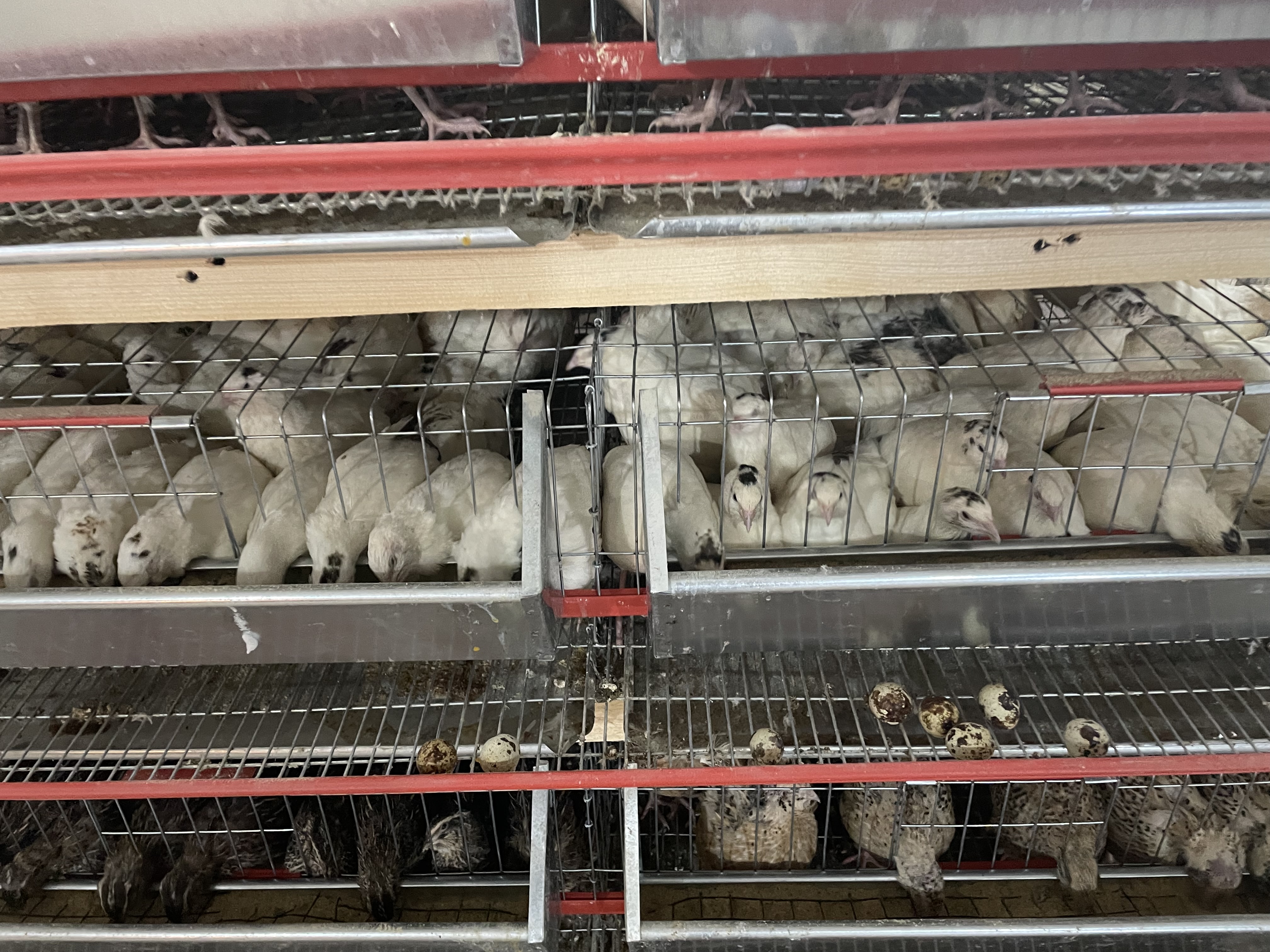 Giganta Polara prepeliță masivă – înaltă rezoluție