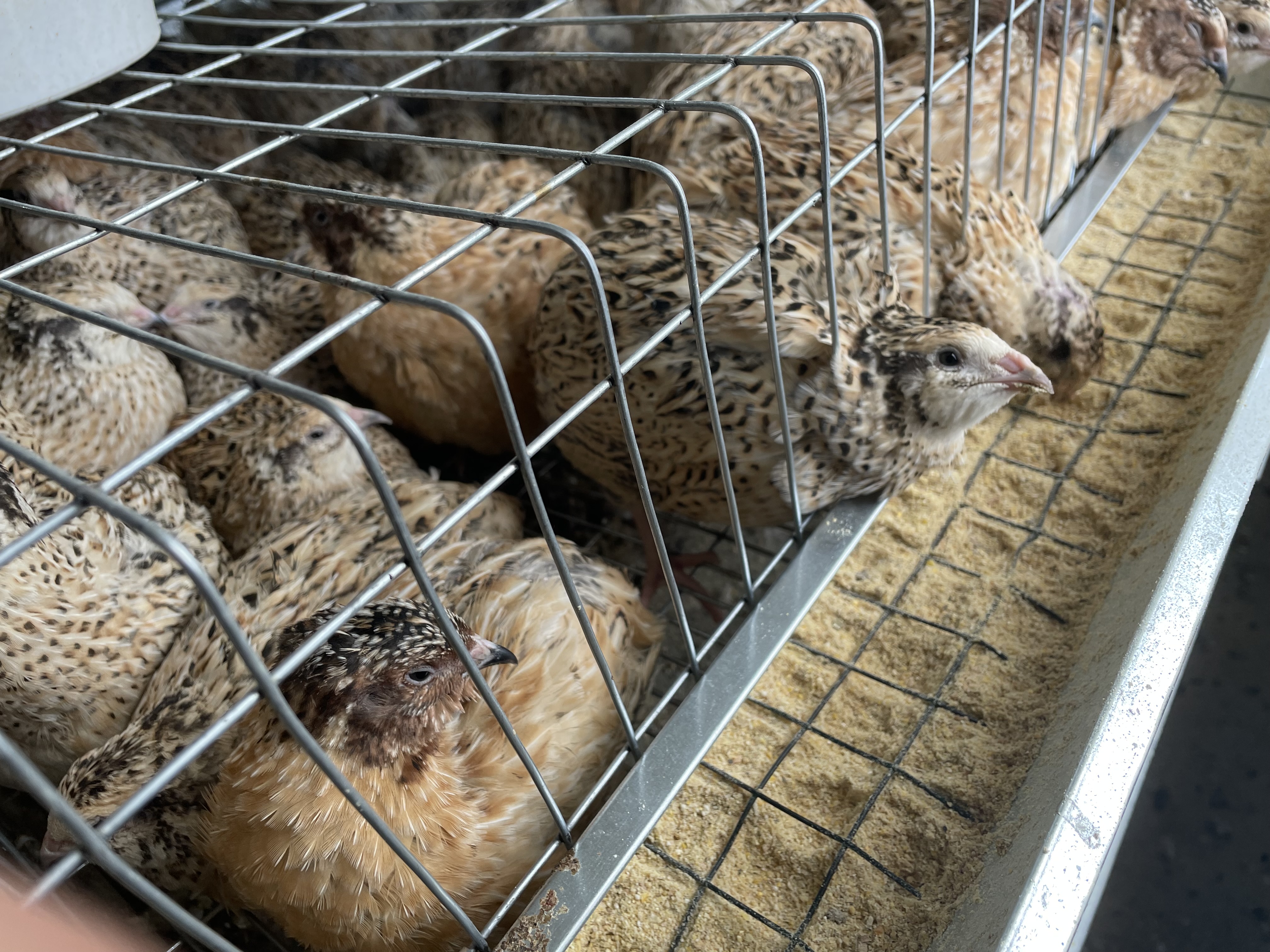 Giganta Polara prepeliță masivă – înaltă rezoluție