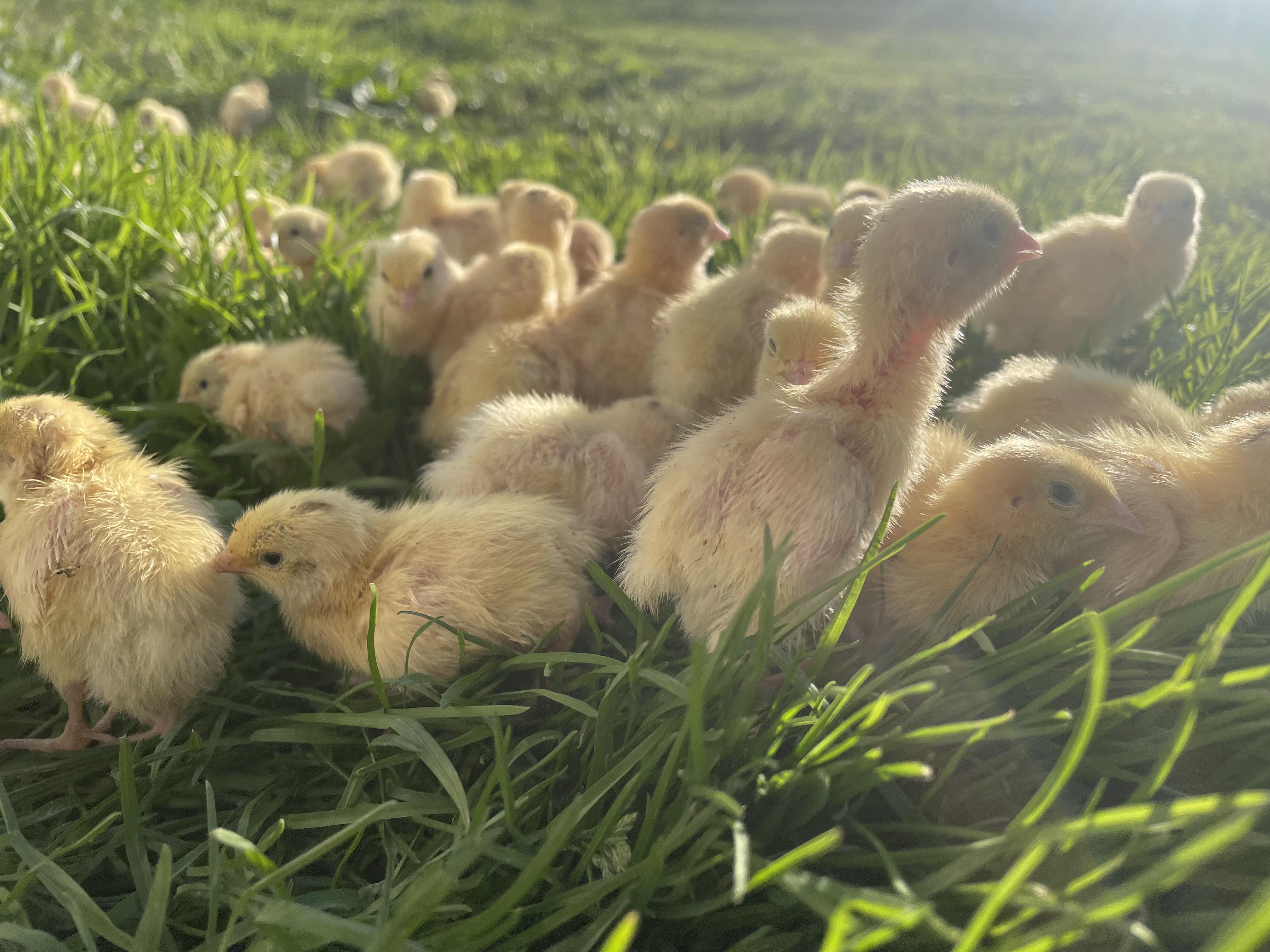 Prepelițe gigant în crescătorie – Siret, Suceava