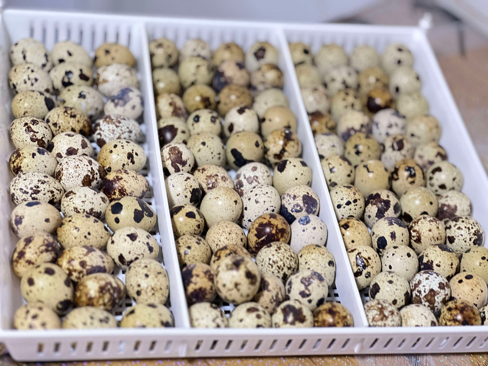 Recipient universal pentru ouă, compatibil de la prepeliță la gâscă, cu distanțiere optimizate