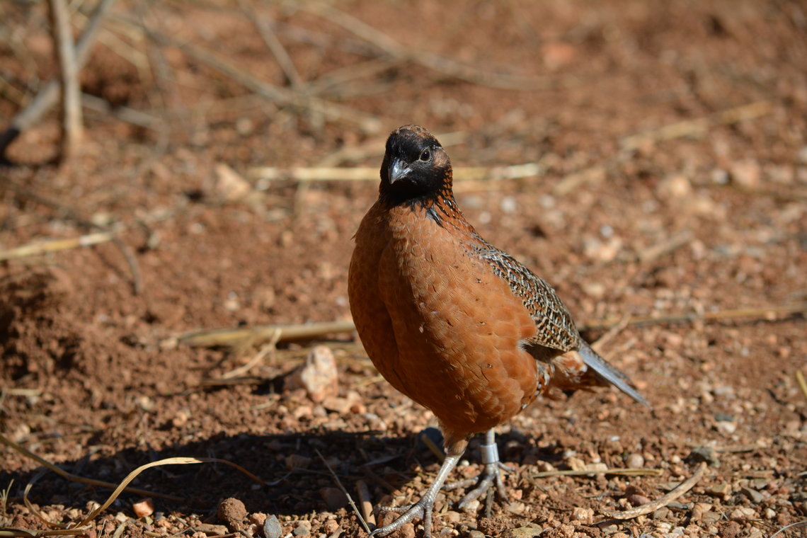 SnowFlake – înaltă rezoluție
