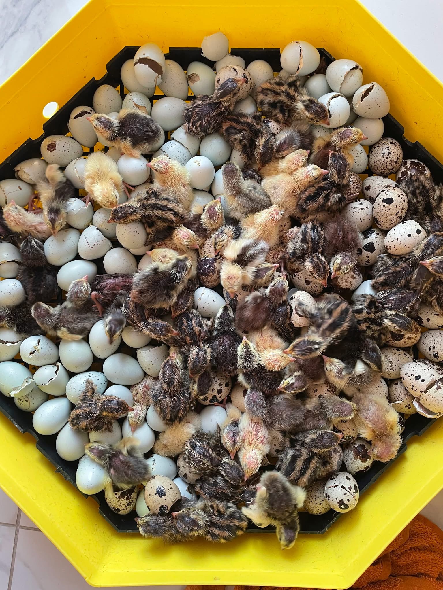 Pui viguroși și sănătoși după o eclozare reușită